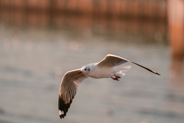 seagull in flight sunset 