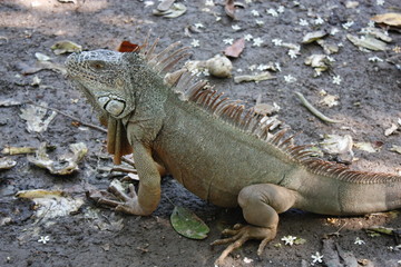 Iguana en Tulúm