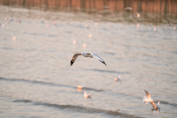seagull in flight sunset 