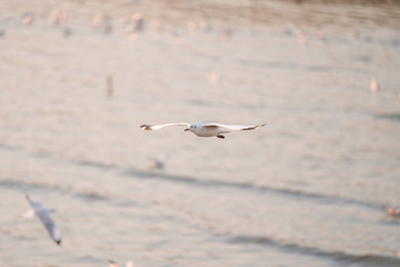 seagull in flight sunset 