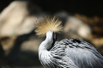 grey crowned crane