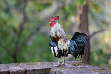 portrait of a rooster