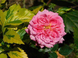 Flor muy tupida con hojas verde claro