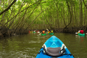 Group of tourists kayaking in the mangrove jungle of Krabi, Thailand
