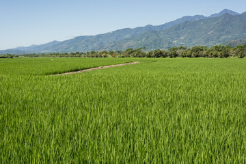 green paddy farm
