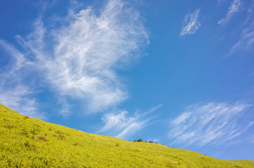 green grassland under blue sky