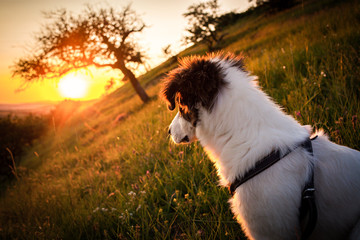 cute shepherd dog in a beautiful spring landscape