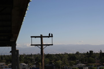 Crows on pole