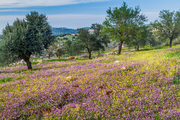 Landscape near Ajloun town, Jordan.