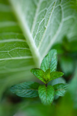 Peppermint grows along the underside of a mullein leaf.