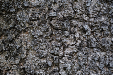 Texture of rough tree skin surface. Texture of rough tree skin surface closeup for background