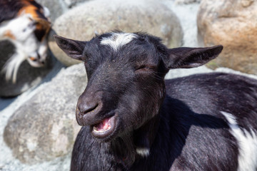 Cute and Funny Goat is making funny Faces in a Farm during a sunny day.