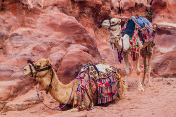Camels in the ancient city Petra, Jordan