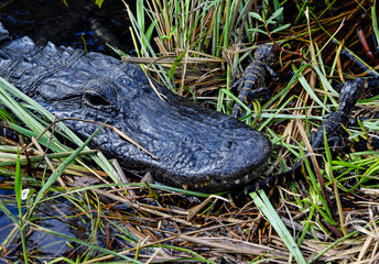 American Alligator in the Everglades, Florida