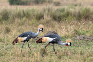 A pair of beautiful Grey Crowned Cranes walking through a clearing on the savanna.  Image taken in the Masai Mara, Kenya.