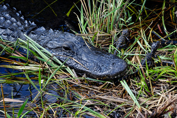 American Alligator in the Everglades, Florida