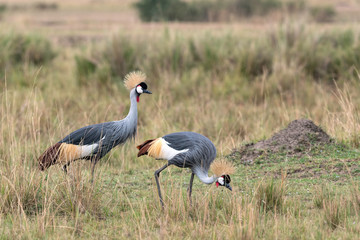 A pair of beautiful Grey Crowned Cranes walking through a clearing on the savanna.  Image taken in the Masai Mara, Kenya.