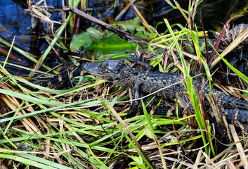American Alligator in the Everglades, Florida