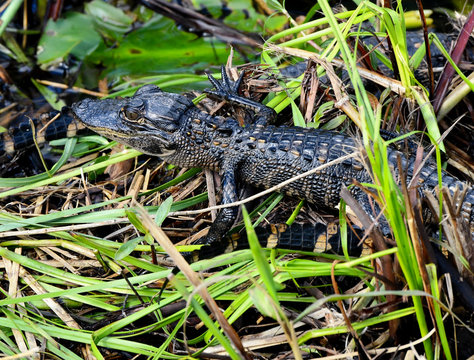 American Alligator in the Everglades, Florida