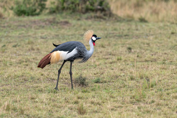 A beautiful Grey Crowned Crane walking through a clearing on the savanna.  Image taken in the Masai Mara, Kenya.