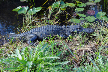 American Alligator in the Everglades, Florida