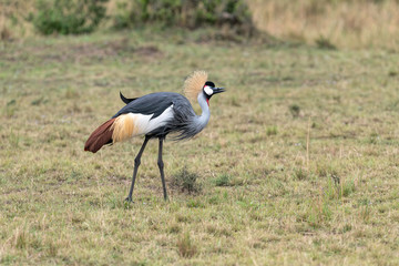 A beautiful Grey Crowned Crane walking through a clearing on the savanna.  Image taken in the Masai Mara, Kenya.