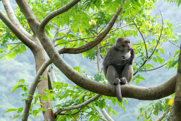 Monkey eating on a tree