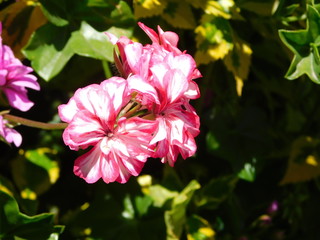 Manojo de flores color rosa y blanco