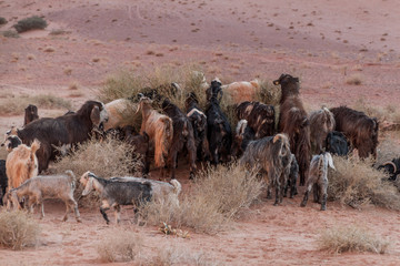 Fototapeta na wymiar Herd of goats in Wadi Rum desert, Jordan