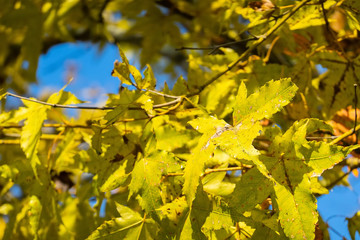 yellow leaves under blue sky