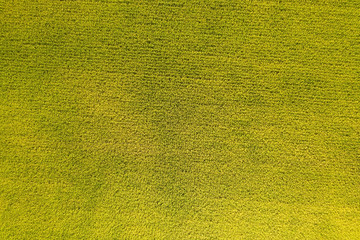 aerial view of yellow rice farm