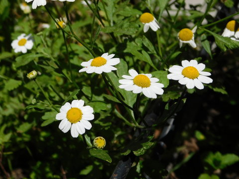 Flores de centro amarillo y petalos blancos