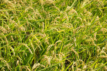 golden ripe rice farm