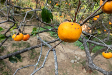 persimmons on the tree