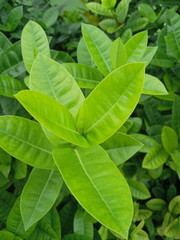 green leaves background