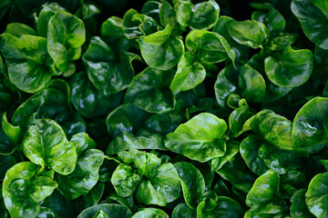 Watercress growing in the garden plant green leaf texture background - Fresh watercress for salad and herb