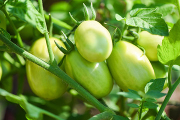 Green tomato in the plants fram agriculture organic with sunlight - Fresh green unripe tomatoes growing in the garden