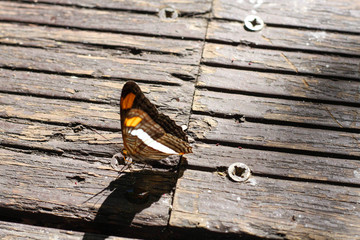 bird sitting on a fence