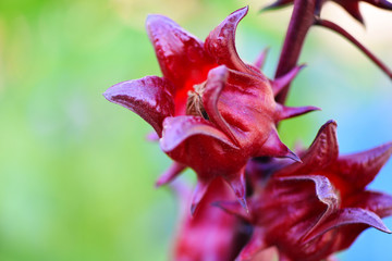 Roselle fruits plant on tree in the garden with green leaf background - Red roselle for health drink natural herbs , Hibiscus sabdariffa