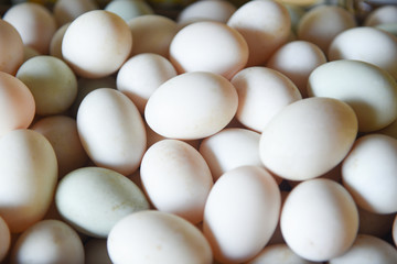 Fresh eggs texture background/ produce eggs fresh from the farm organic - duck egg white