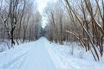 Road in the forest in winter.Path among the trees under the snow in the cold.