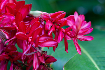 red flower in the garden