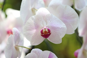 Fototapeta na wymiar orchid on green background