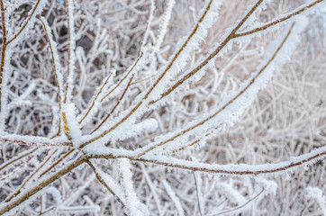 Obraz premium Bushes and branches in winter in the cold.Plants in snow crystals.