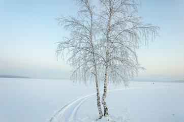 Birch on the shore of a frozen lake in winter under snow on a clear day.