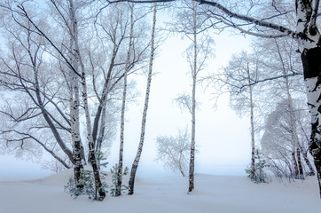 Fototapeta na wymiar Birch and pine trees in winter near the lake.Tree branches in snow crystals