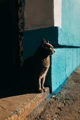 Gata tomando el sol