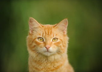 Naklejka na ściany i meble Ginger cat head shot against grass