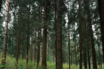 Wild pine spruce forest with fallen trees.