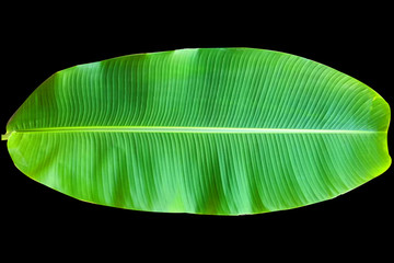 The beautiful banana leaves are green. Asians use it to wrap food,banan leaves on black bacground